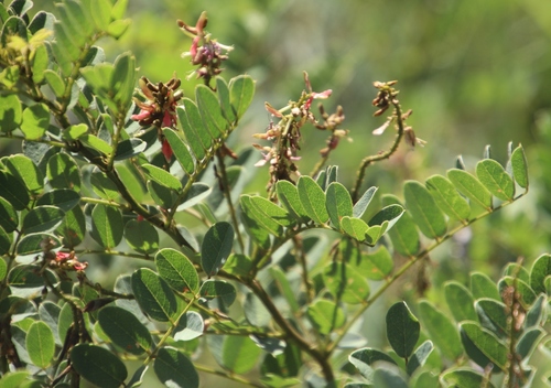 Indigofera image