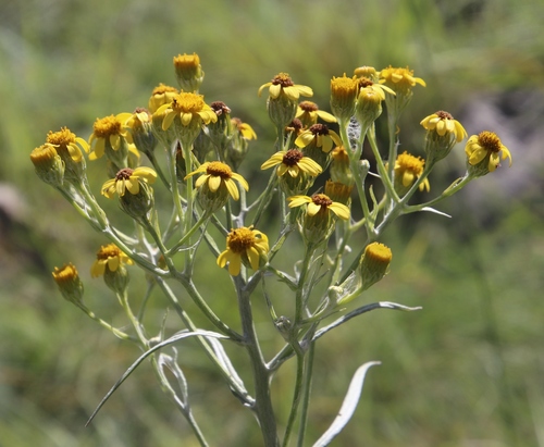 Image of Senecio bupleuroides by (c) Tony Rebelo, some rights reserved (CC BY-SA)
