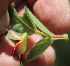 Rhynchosia monophylla image