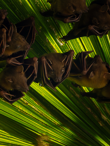 Cynopterus sphinx