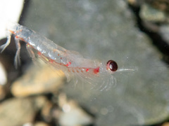 Euphausia pacifica