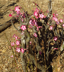 Adenium multiflorum image