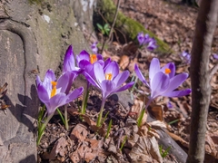 Crocus heuffelianus