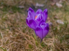 Crocus heuffelianus