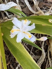 Iris japonica