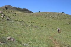 Xerophyta retinervis