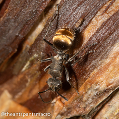 Polyrhachis aurea