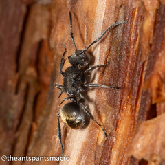 Polyrhachis vermiculosa