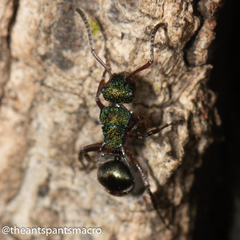 Polyrhachis hookeri