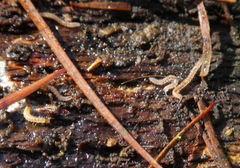 Blaniulidae
