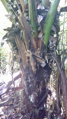 Marojejya darianii, photograph 2