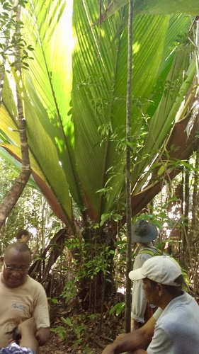 Marojejya darianii, photograph 3