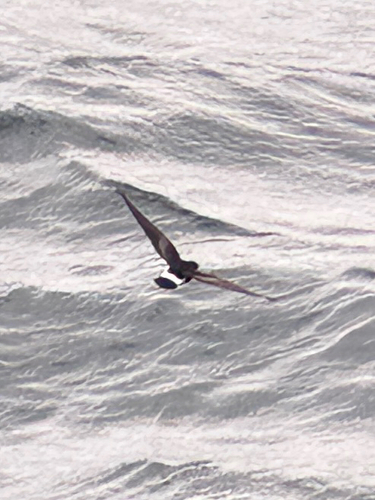 Elliot's Storm Petrel (Oceanites gracilis), photo 2