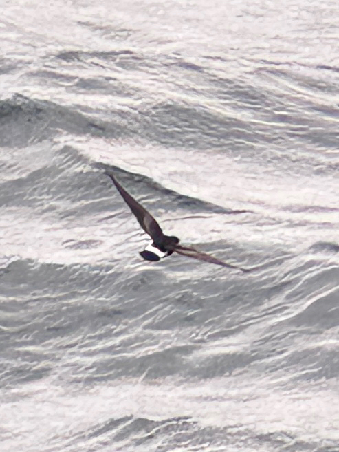 Elliot's Storm Petrel (Oceanites gracilis), photo 2