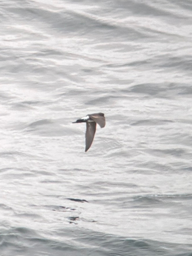 Elliot's Storm Petrel (Oceanites gracilis)