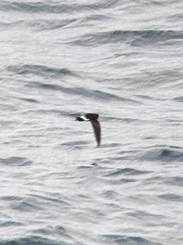 Elliot's Storm Petrel (Oceanites gracilis), photo 6