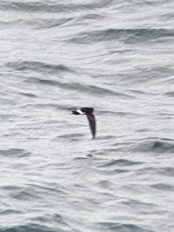 Elliot's Storm Petrel (Oceanites gracilis), photo 6