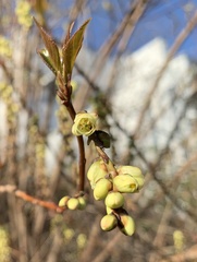Stachyurus praecox