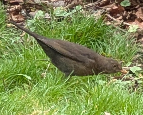 Amsel