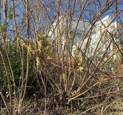 Stachyurus praecox