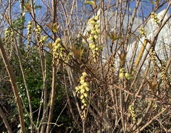 Stachyurus praecox