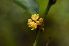 Lindera akoensis