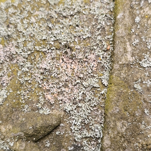 Erythricium aurantiacum