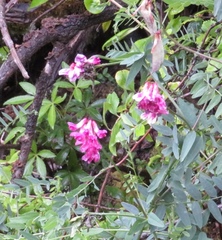 Vicia nigricans