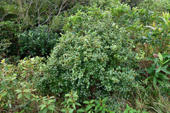 Lindera akoensis