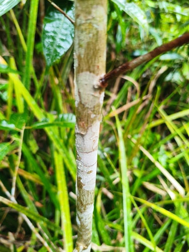 Anisoptera marginata observed 2026-04-14