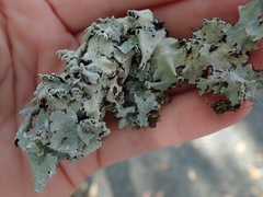 Parmotrema austrocetratum