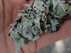 Parmotrema austrocetratum