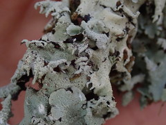 Parmotrema austrocetratum