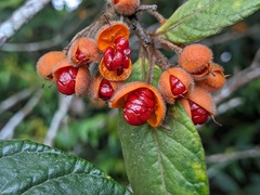 Pittosporum rubiginosum