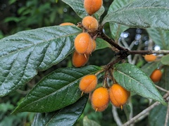 Pittosporum rubiginosum