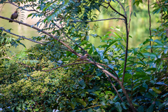 Pycnonotus zeylanicus