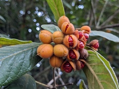 Pittosporum rubiginosum