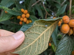 Pittosporum rubiginosum