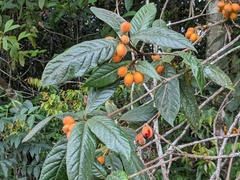 Pittosporum rubiginosum