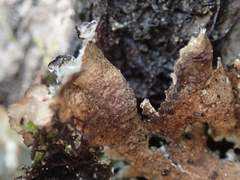Pseudocyphellaria wilkinsii