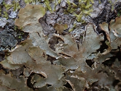 Pseudocyphellaria wilkinsii