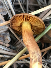 Cortinarius thiersii