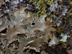 Pseudocyphellaria wilkinsii