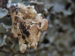 Pseudocyphellaria wilkinsii