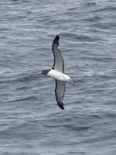 Chatham Albatross (Thalassarche eremita)