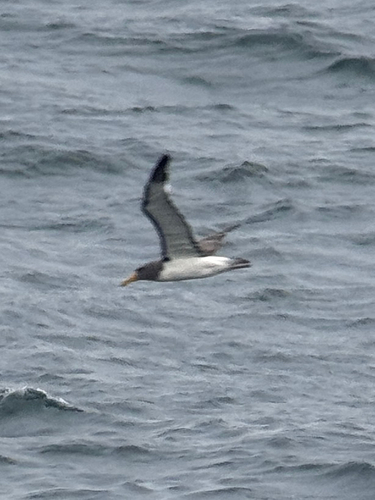 Chatham Albatross (Thalassarche eremita), photo 2