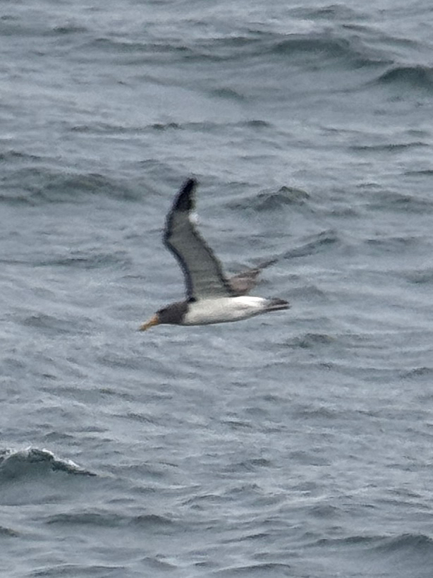 Chatham Albatross (Thalassarche eremita), photo 2