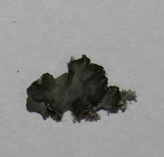 Pleurosticta acetabulum