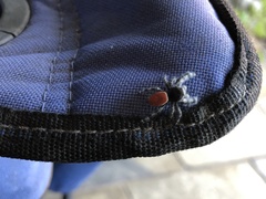 Phidippus adumbratus