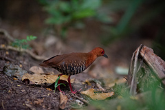 Rallina fasciata